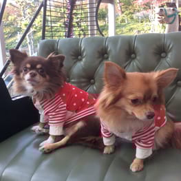 バルーンブラウス