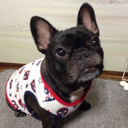 ラッフルスリーブトップス