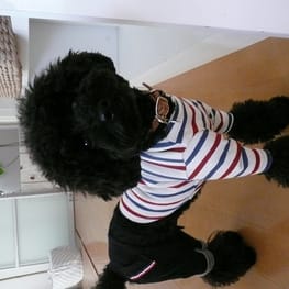 うさぎ/パンダ変身コスチューム