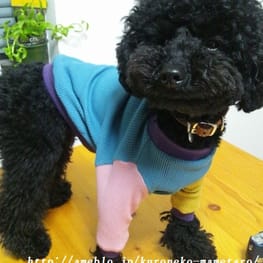 うさぎ/パンダ変身コスチューム