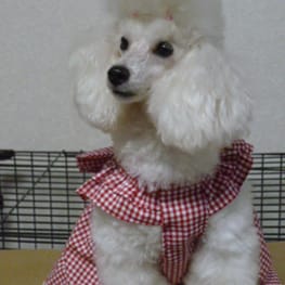 yukigesikiさんの作品