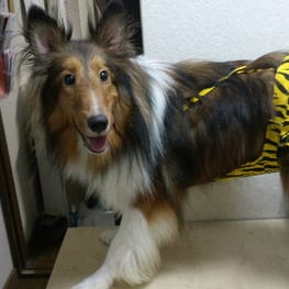 ドッグスリング