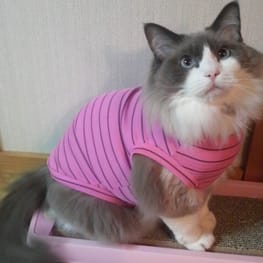 ラガーシャツ・ポロシャツ