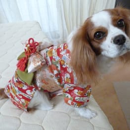 バルーンブラウス