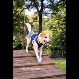 ベーシックラグランTシャツ