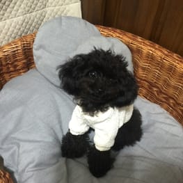 ベーシックラグランTシャツ