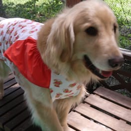 ラッフルスリーブトップス