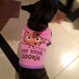 うさぎ/パンダ変身コスチューム