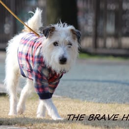 ベーシックタンクトップ&Tシャツ