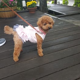 バルーンブラウス