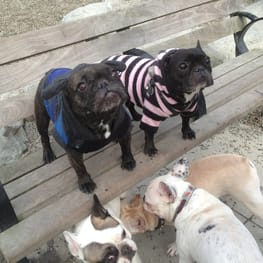 うさぎ/パンダ変身コスチューム