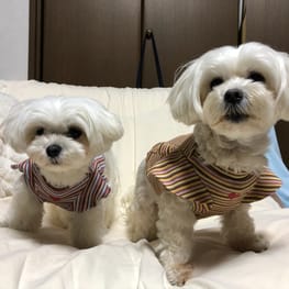 柚子さんの作品