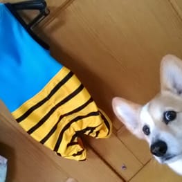 ちゃんちゃんこ