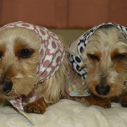 ひなはなさんの作品