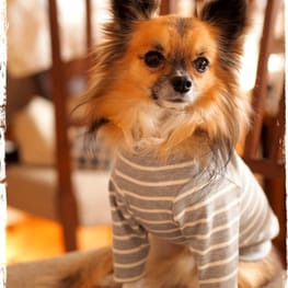 ラガーシャツ・ポロシャツ