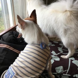 海うさぎさんの作品