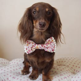 mamehanasoraさんの作品