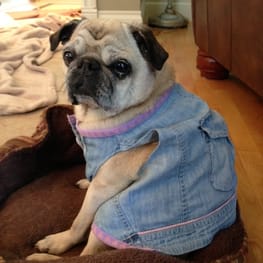 うさぎ/パンダ変身コスチューム