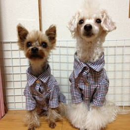 パーカー/トレーナー