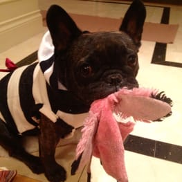 うさぎ/パンダ変身コスチューム