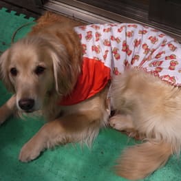 ベーシックラグランTシャツ