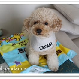 TIROLKKUSUさんの作品