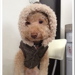 パーカー/トレーナー