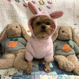 ベーシックラグランTシャツ