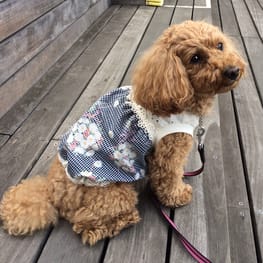 パーカー/トレーナー