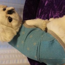 スカート/サロペット