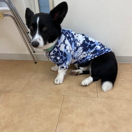 みんなのTシャツ