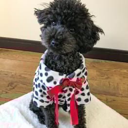 オーバーレインコート