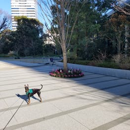 オーバーレインコート