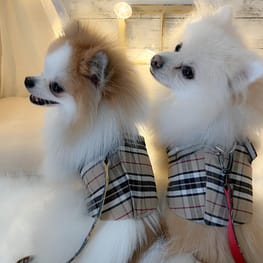 ラッフルスリーブトップス