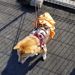 ちゃんちゃんこ