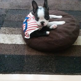 ドッグスリング