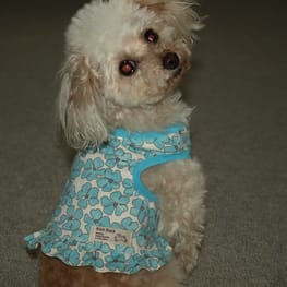 ラグランタンク・ラグランワンピ