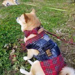 mizukiakiraさんの作品