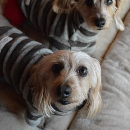 ラガーシャツ・ポロシャツ