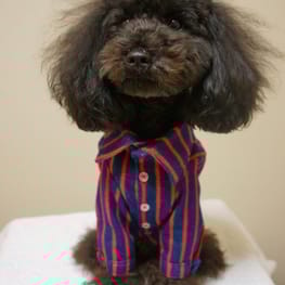 サニタリー・マナーパンツ