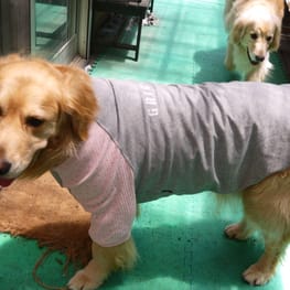 ベーシックラグランTシャツ