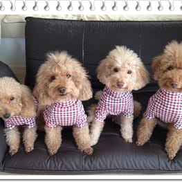 ショールカラーカーディガン