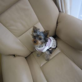 ハーネスウェア