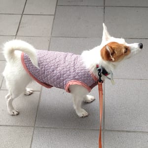 海うさぎさんの作品